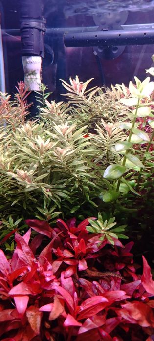 Limnophila aromatica mini