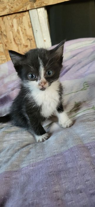 Шукаю родини кошеняткам,безкоштовно