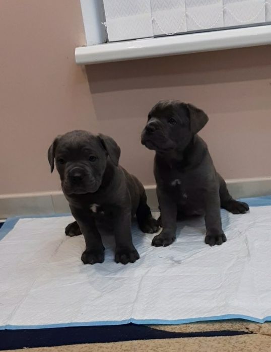 Кане корсо голубого забарвлення.