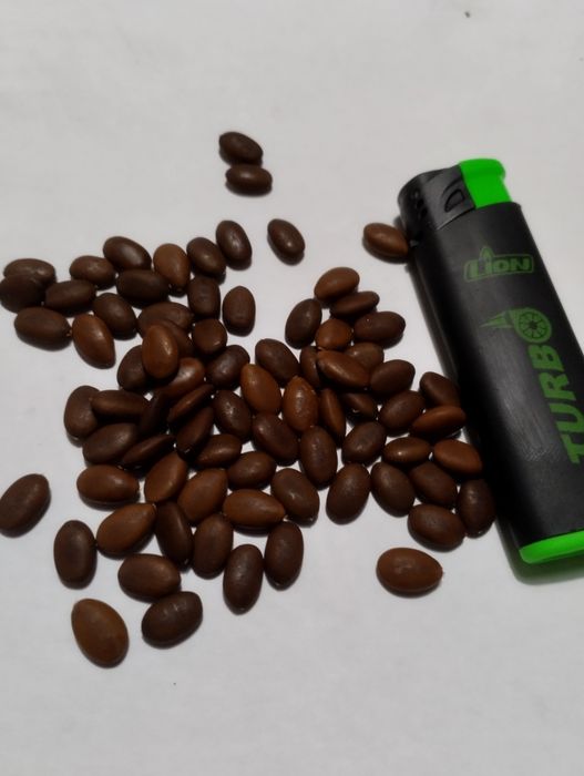 Гледичія насіння 2022 медонос