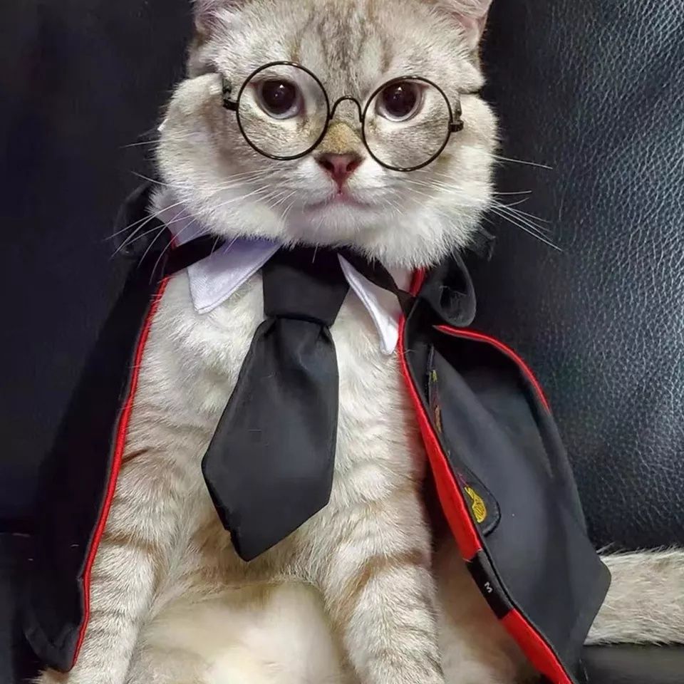 Disfarce/Roupa Harry Potter para Cães e Gatos