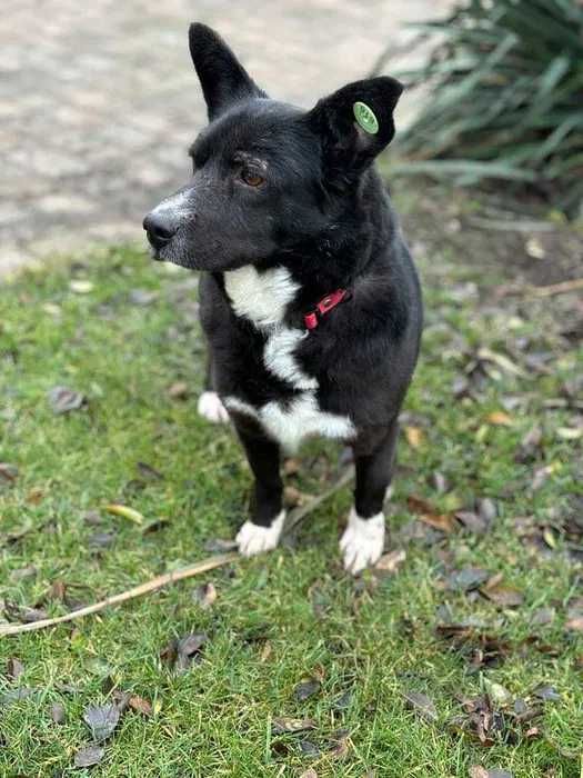 Przyjaciel na emeryturę Sunia Małgosia do adopcji