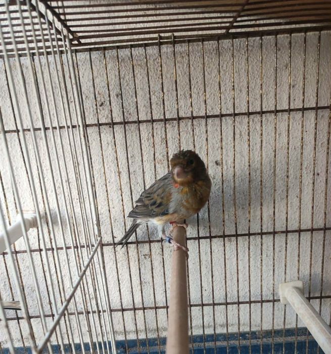 Arlequins Português