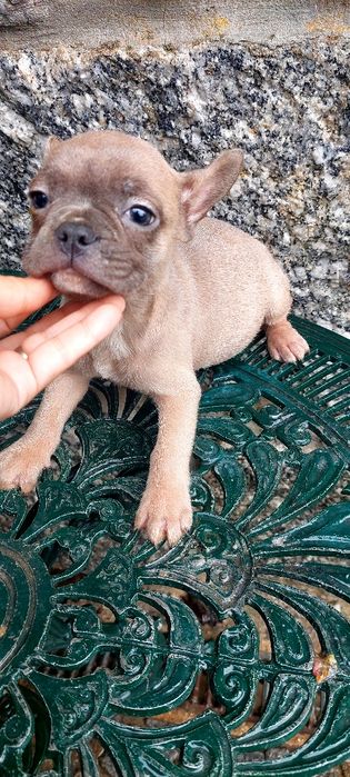 Buldogue francês macho pais ha vista