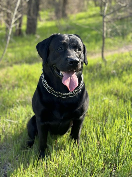 Вязка лабрадора(кобель)