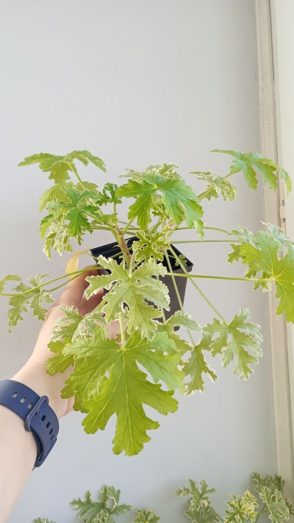 Anginka tradycyjna i variegata. Super zestawienie.