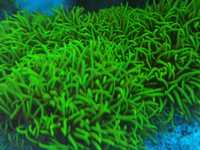 briareum ultra fluo akwarium morskie koralowiec /zamiana
