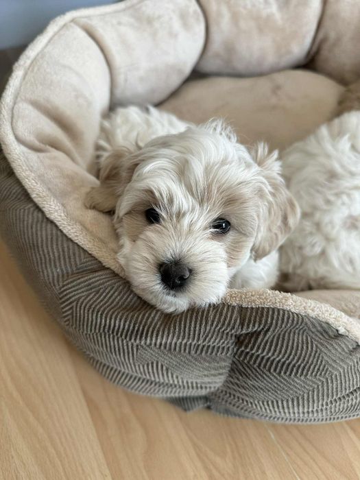 Szczeniak Maltipoo