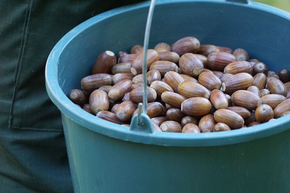 Продам свіжий жолудь сезон 2025 для посадки
