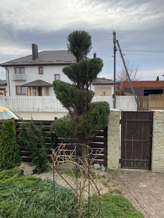 Стрижка туй,живоплотів,кущів ,обрізка дерев