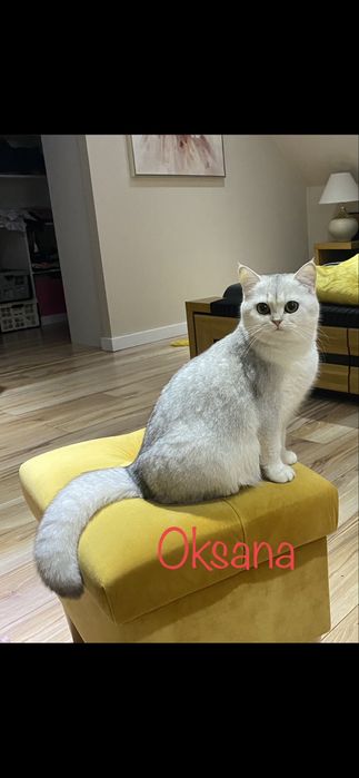 Kot brytyjski kotka FIFe FPL prawdziwy rodowód gwarancja zdrowia