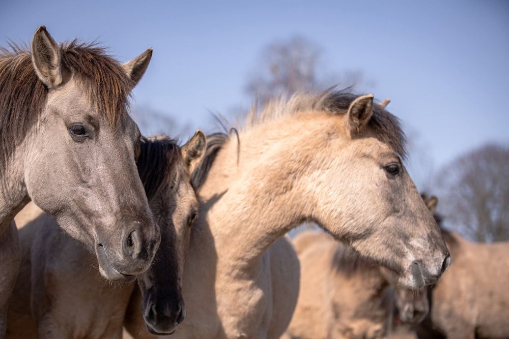 Stado Koników Polskich
