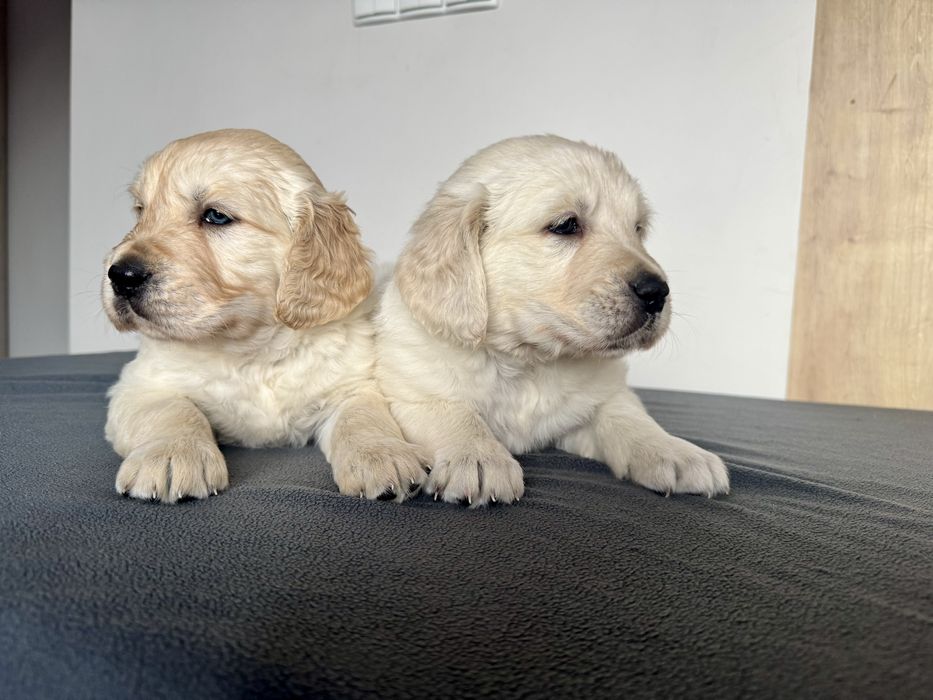 Golden Retriever piękny piesek