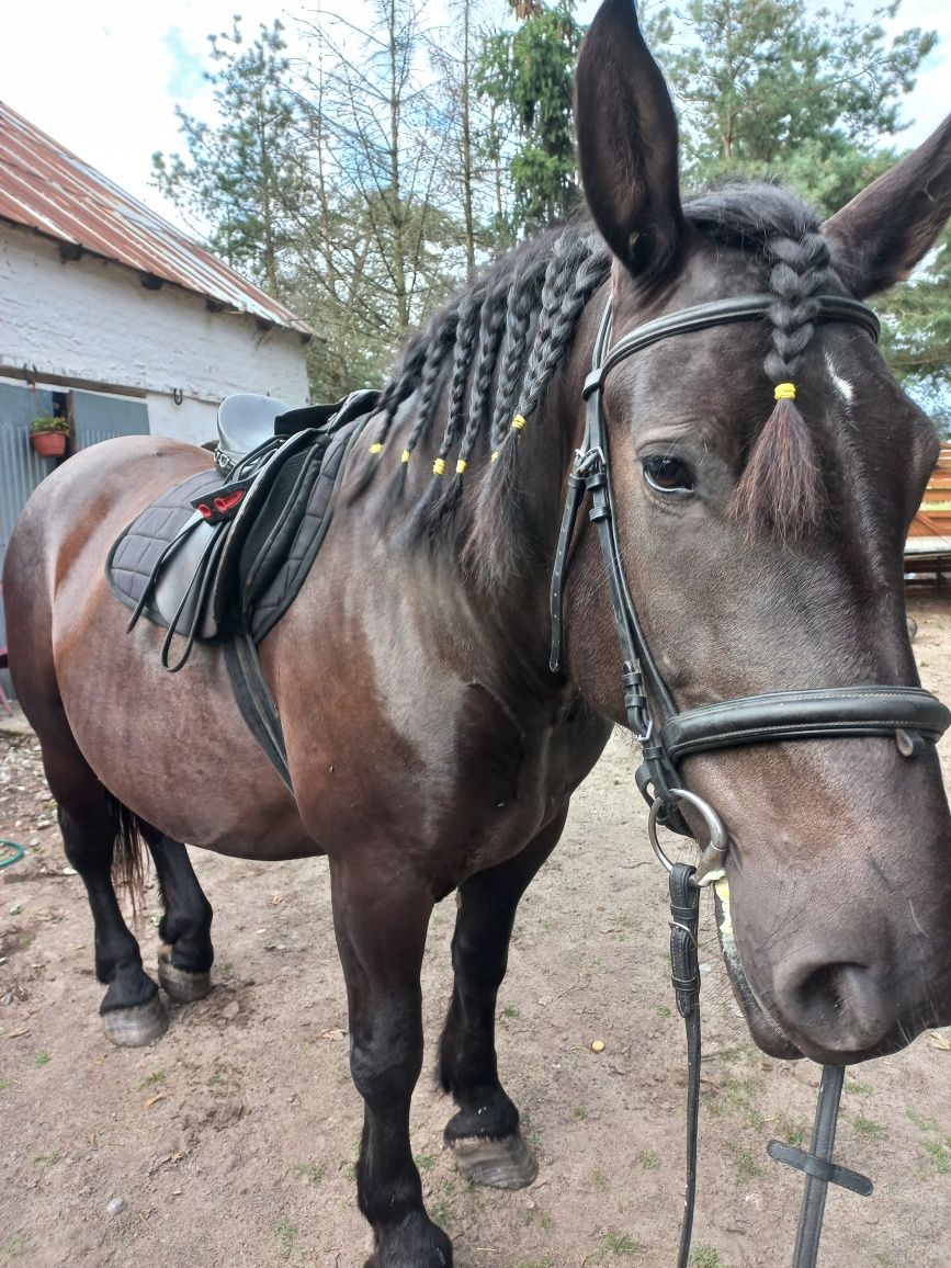 Bzdura, idealny koń w tereny!