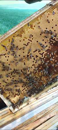 Rodziny pszczele ramka  Dadant lub Wielkopolska