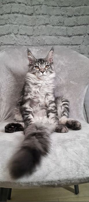 Котик Мей-кун здiйсниться мрiя.