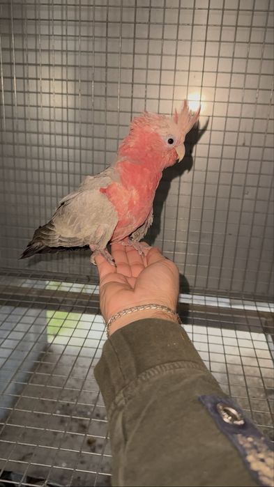 Cacatua Galah macho de 2025 – portador de Lutino, criada à mão