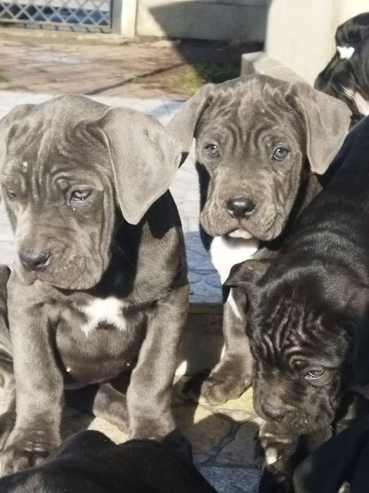 Кане-корсо щенки