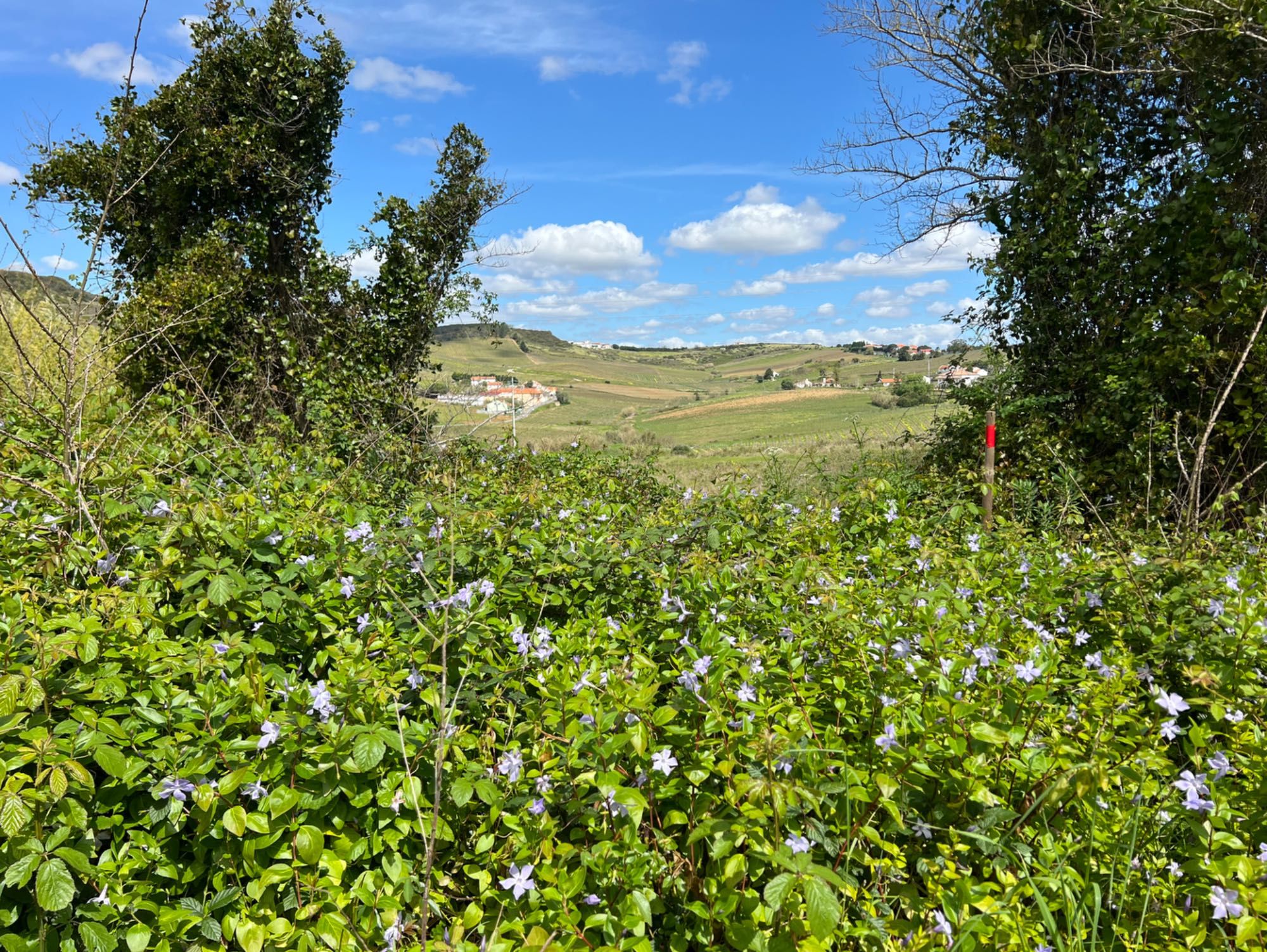 Terreno à venda Torres Vedras, Lisboa