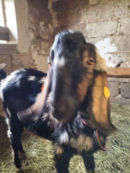 Koza kozioł anglonubijski