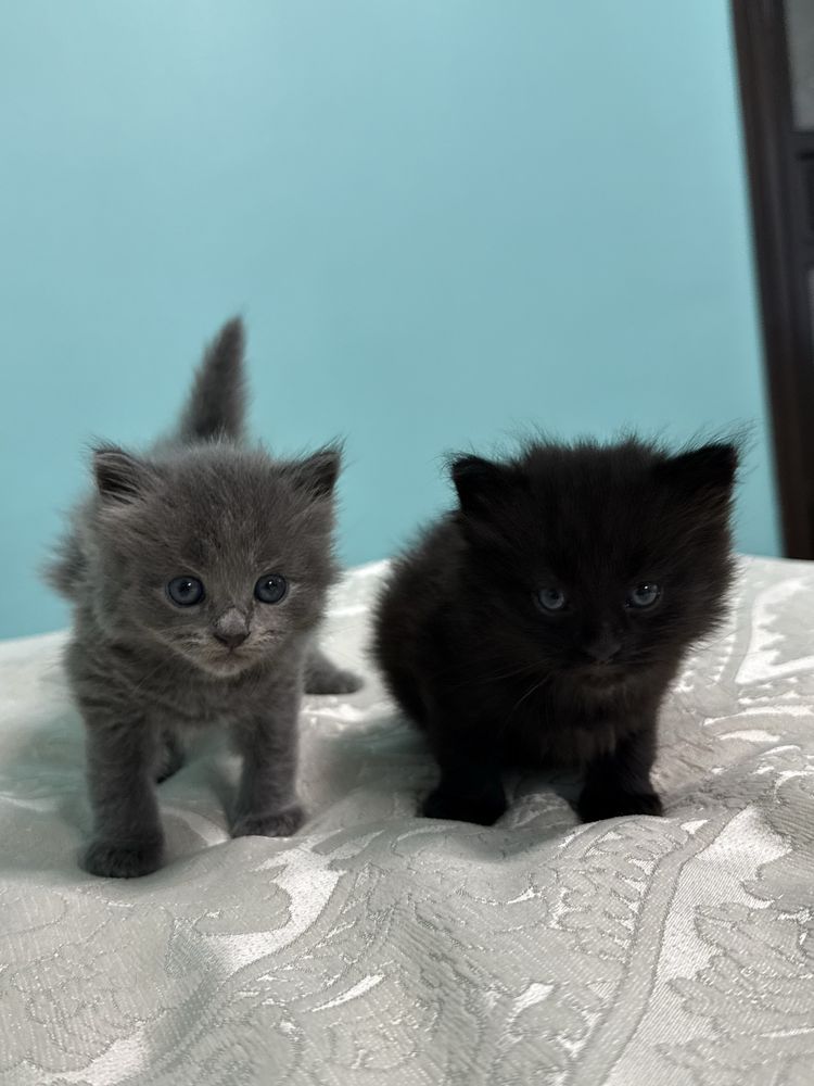 котики шукають люблячі родини