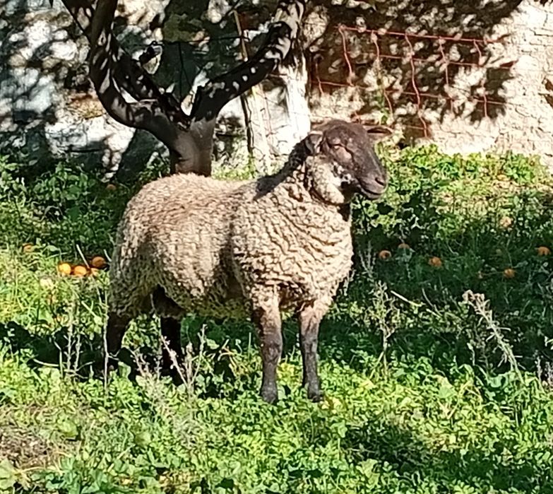 Borrego macho cruzado Suffolk
