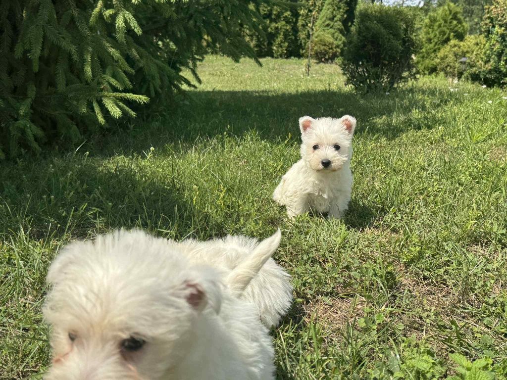 Suczka West Highland Terrier