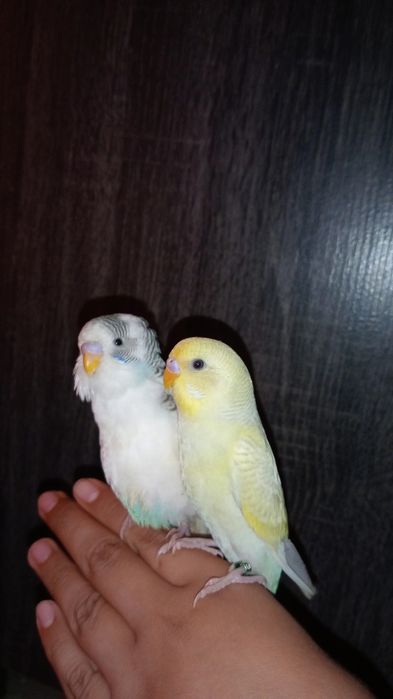 Periquitos domésticados/criados a mão