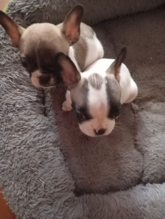 Детки міні французикі