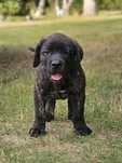 Oddam szczeniaki cane corso