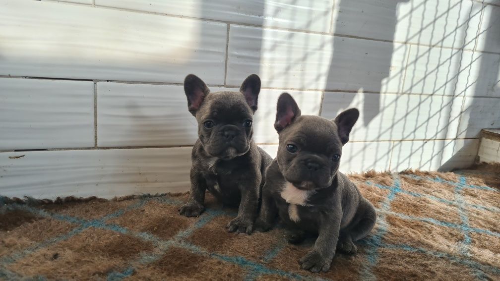 Хлопчик француз. Male French bulldog