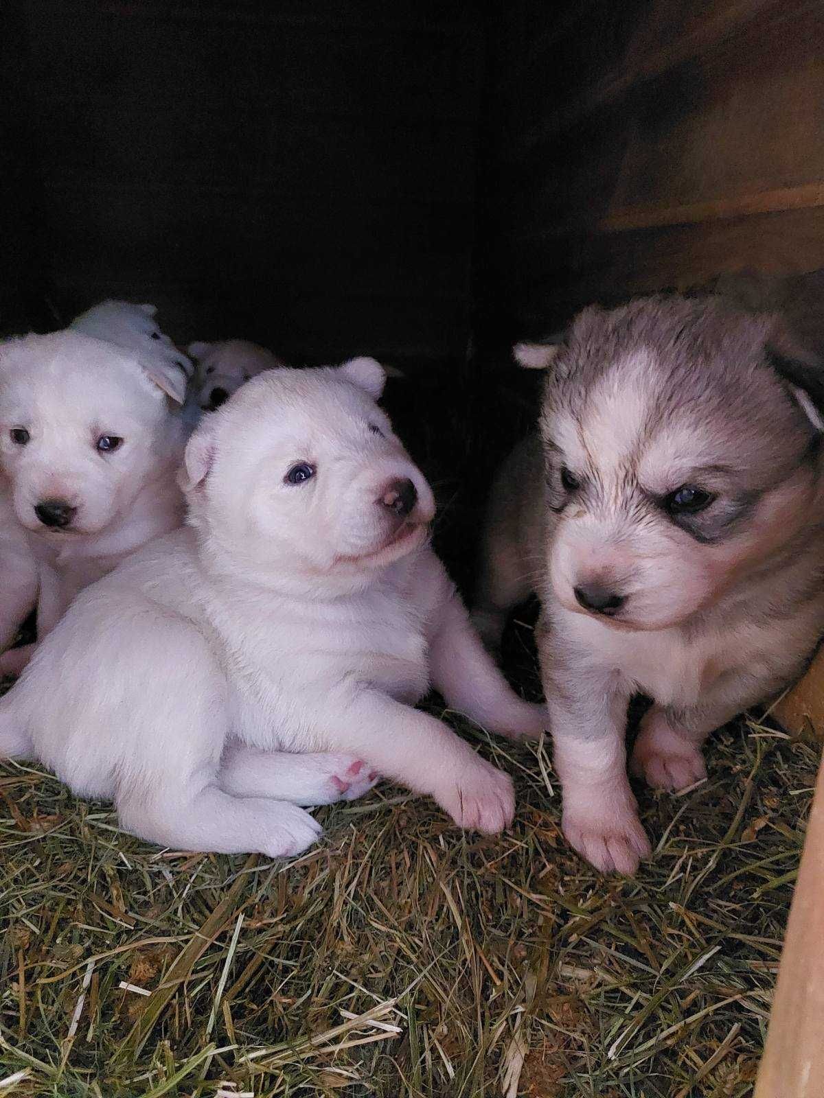 Продаю собак породи Сибірська Хаскі