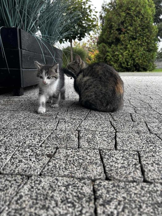 Oddam za darmo małe kotki