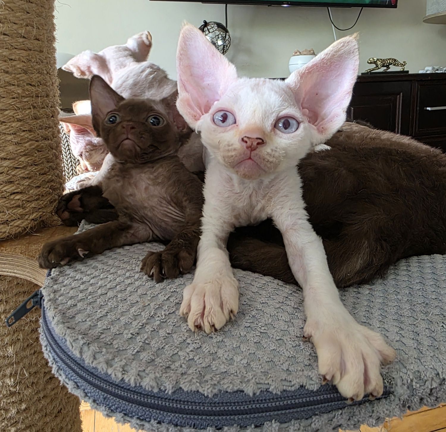 Devon Rex - Kasper - Dostępny Kocurek Point z Niebieskimi Oczkami