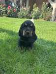 Szczeniak Cocker spaniel - Czarny podpalany