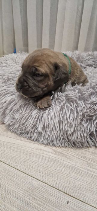 Cane corso piesek rodowodowy