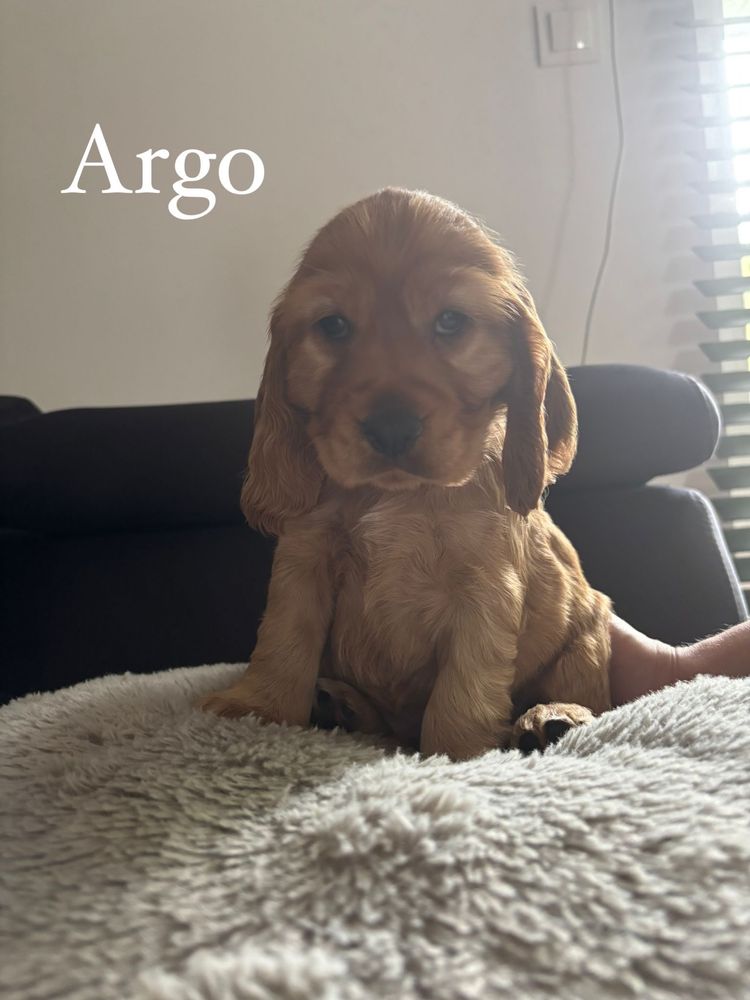 Cocker spaniel angielski