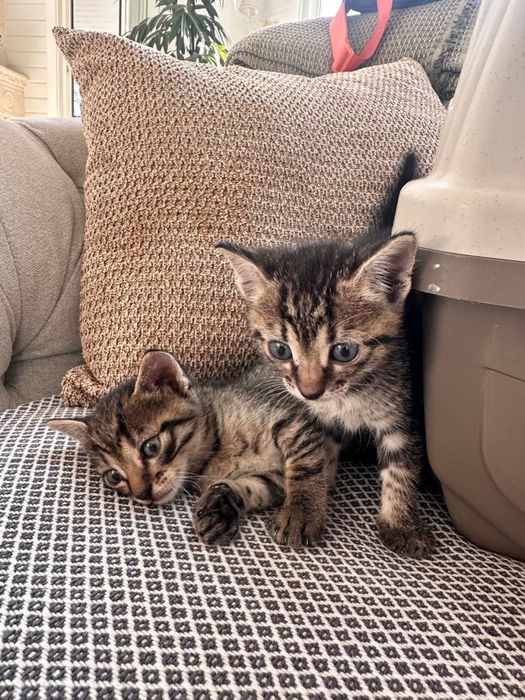 Дівчинка та хлопчик шукають родини (котики, кошенята)