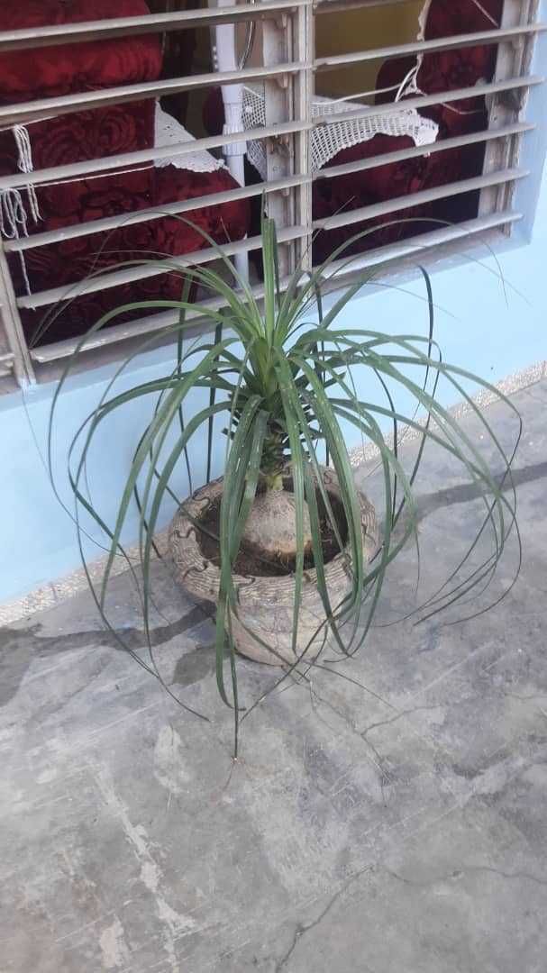 Limpezas, jardinagem, canalização e pequenas reparações