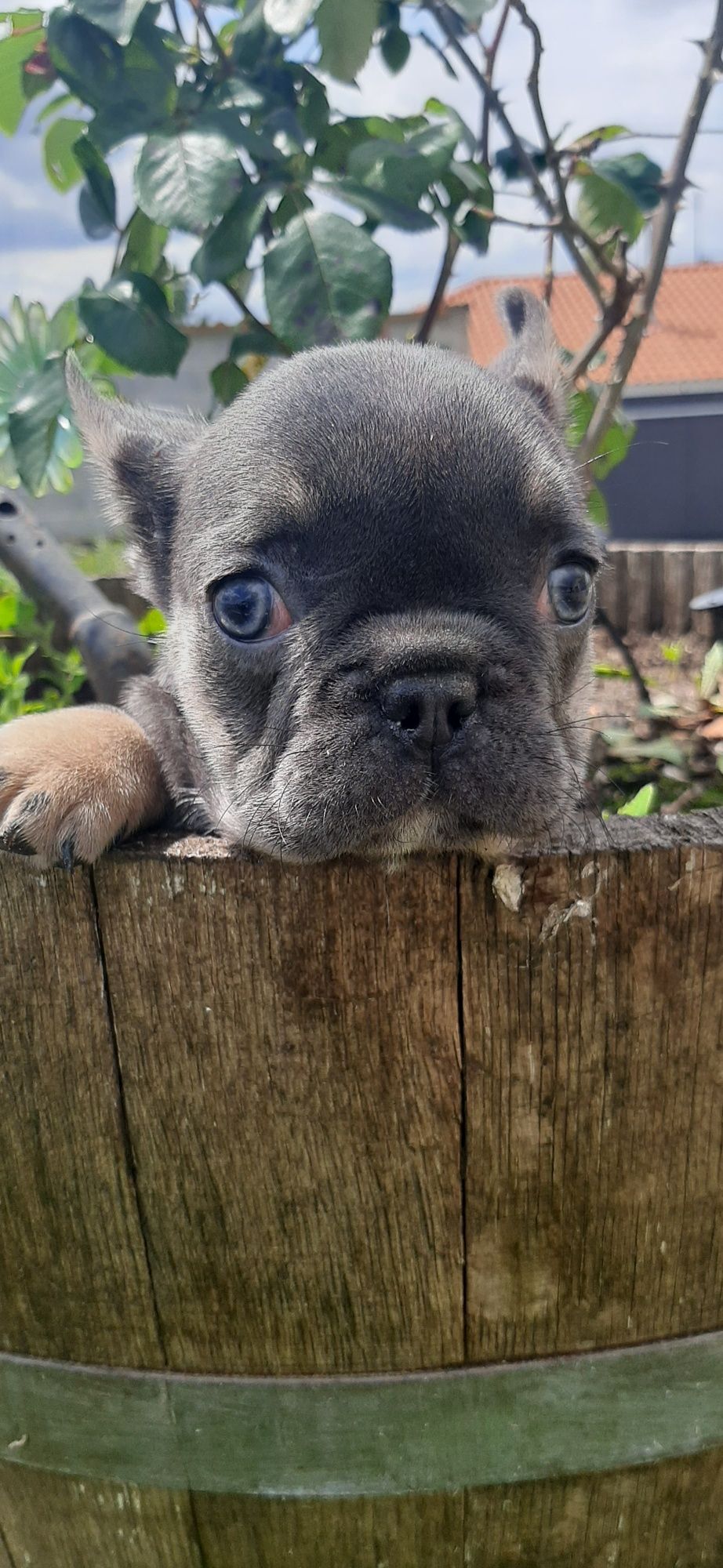 Bulldog Francês fêmea blue  tan