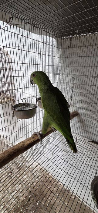 Amazona auropaliatta