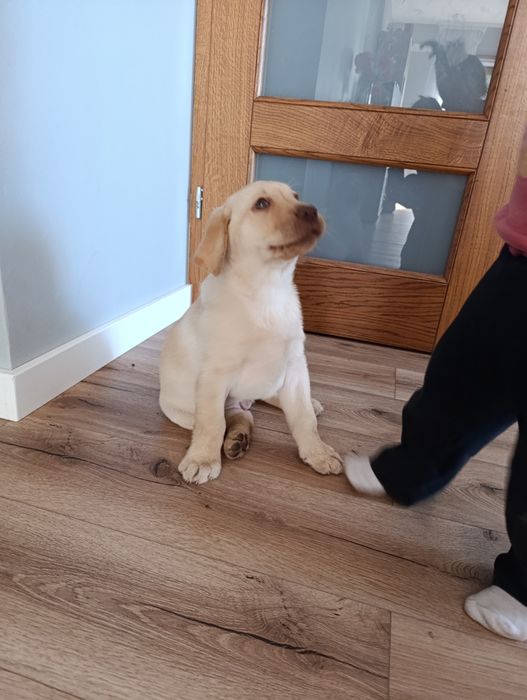 Labrador Retriever biszkoptowy pies