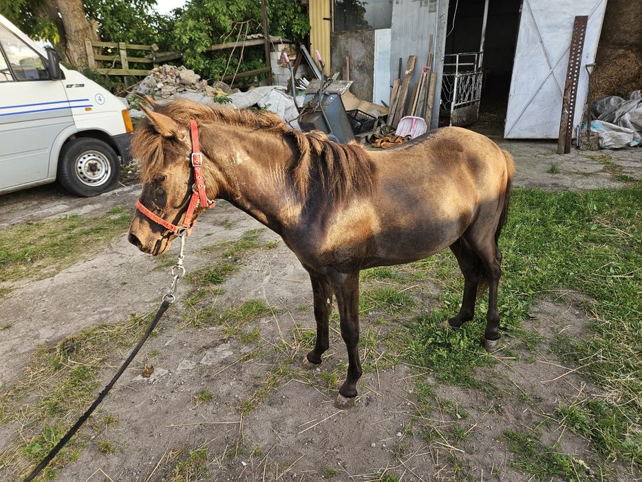 Sprzedam konika ogierka