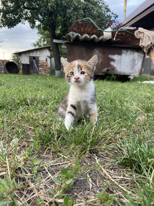 Кошенятка безкоштовно
