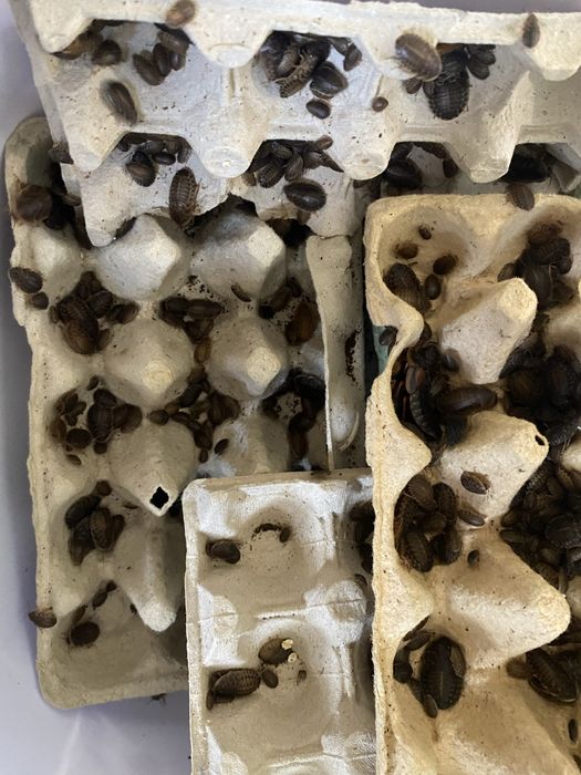 Karaczan Argentyński Blaptica Dubia