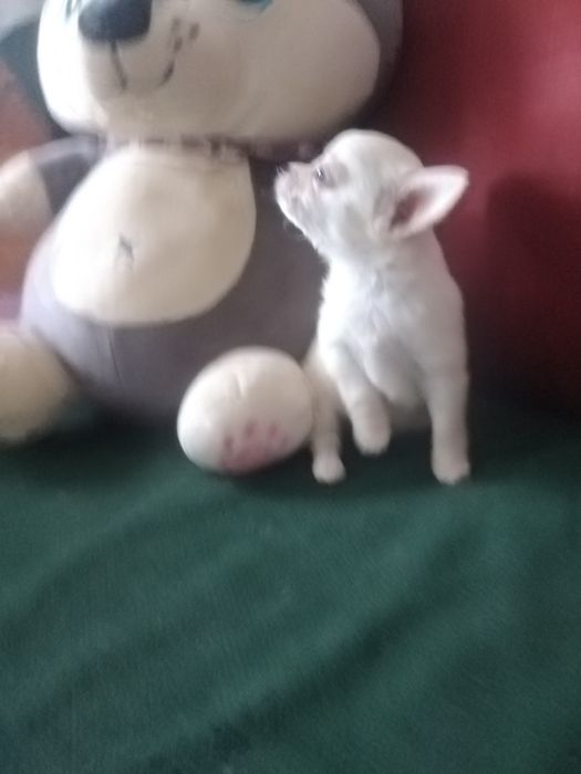 Продам щенка девочку чихуахуа