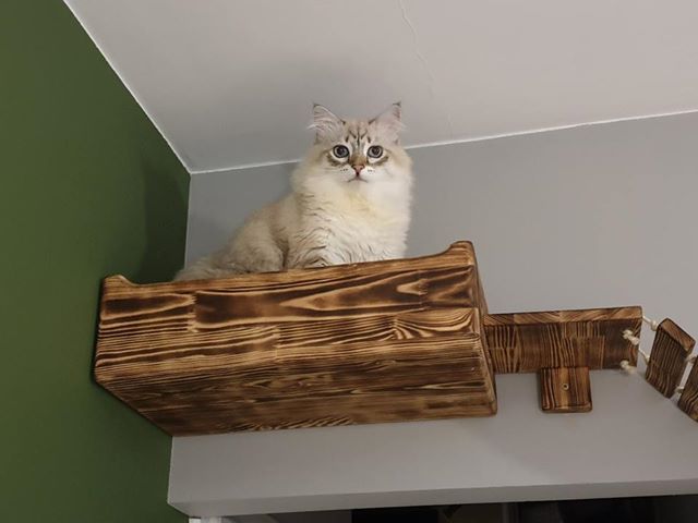 Legowisko szuflada dla kota na ścianę