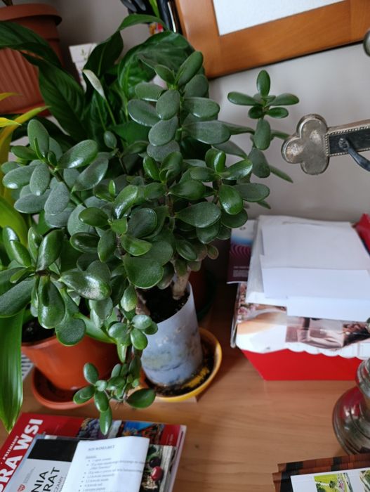 drzewko szczęścia grubosz pilnie sprzedam