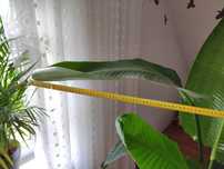 Strelicja Nicolai wysokość 200 cm