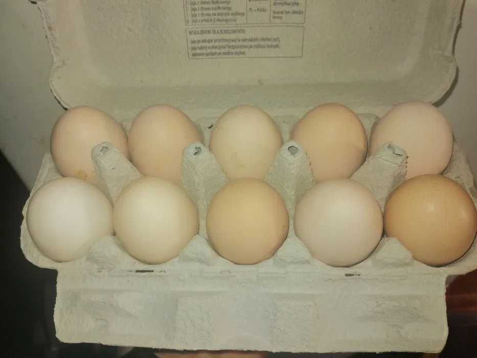 Swierze jaja z hobbistycznej hodowli.